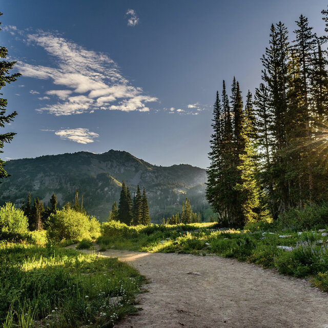 Forest Path