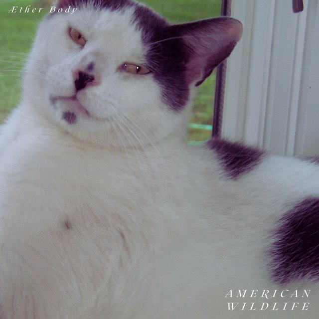 American Wildlife