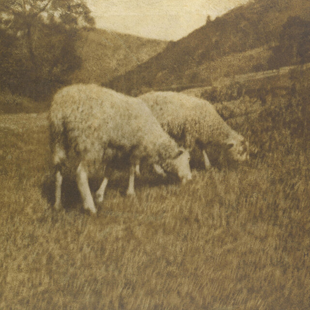 sacrifical lamb