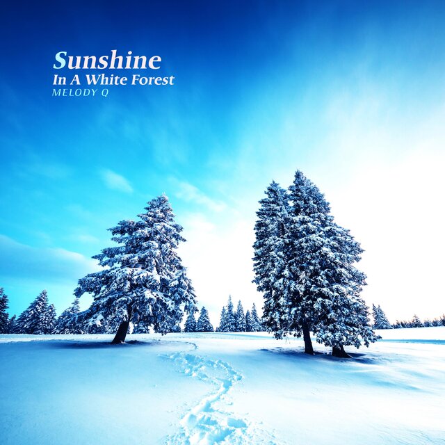 Sunshine In A White Forest