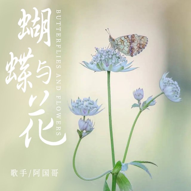 蝴蝶與花