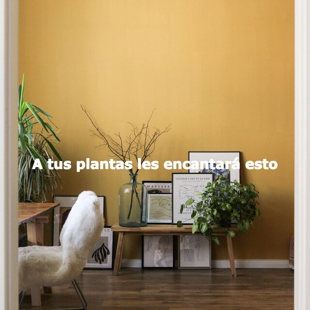 A tus plantas les encantará esto