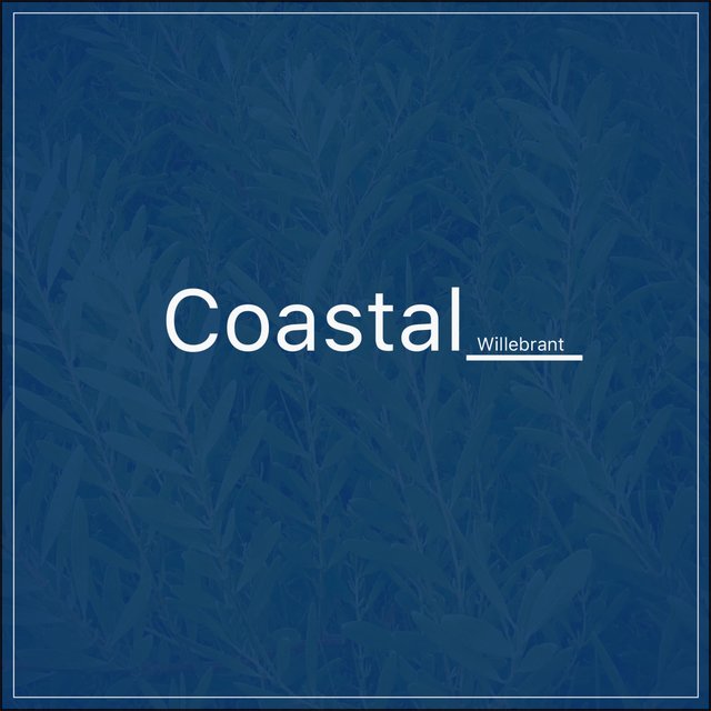 Coastal___