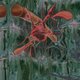 Cover art for album Jarvik Mindstate by Peverelist