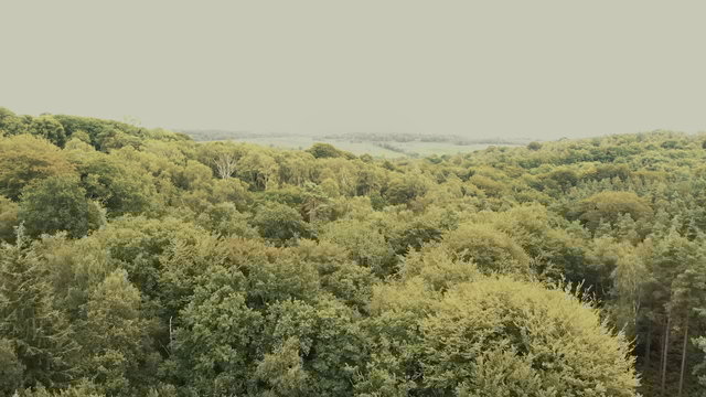 The Garden of England (Seeds of Love)