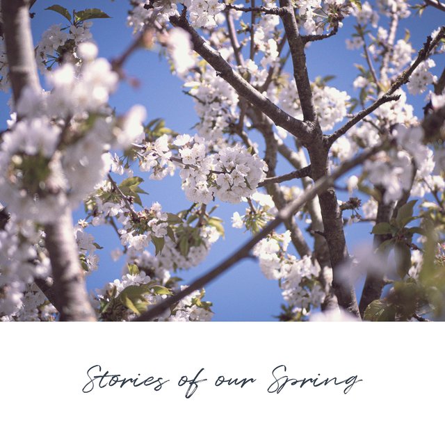 Stories of our Spring