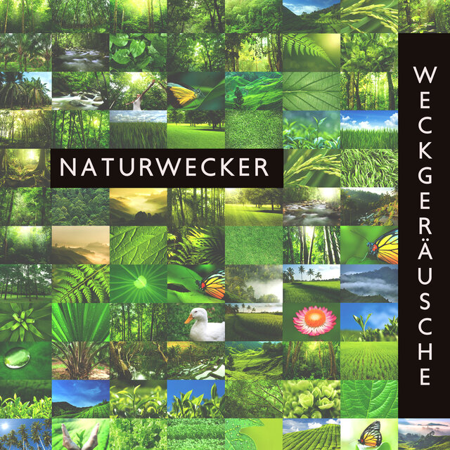 Naturwecker: Weckgeräusche, Sanftes Erwachen und einen Schönen Morgen