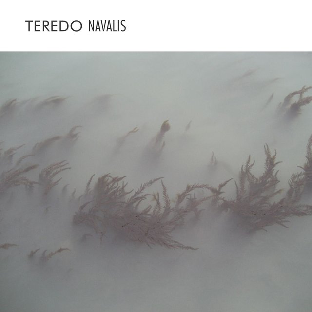 Teredo Navalis