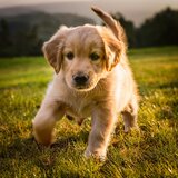 Rasgueos Tranquilos Vespertinos Para Perros