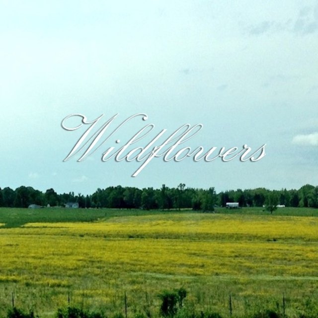 Wildflowers
