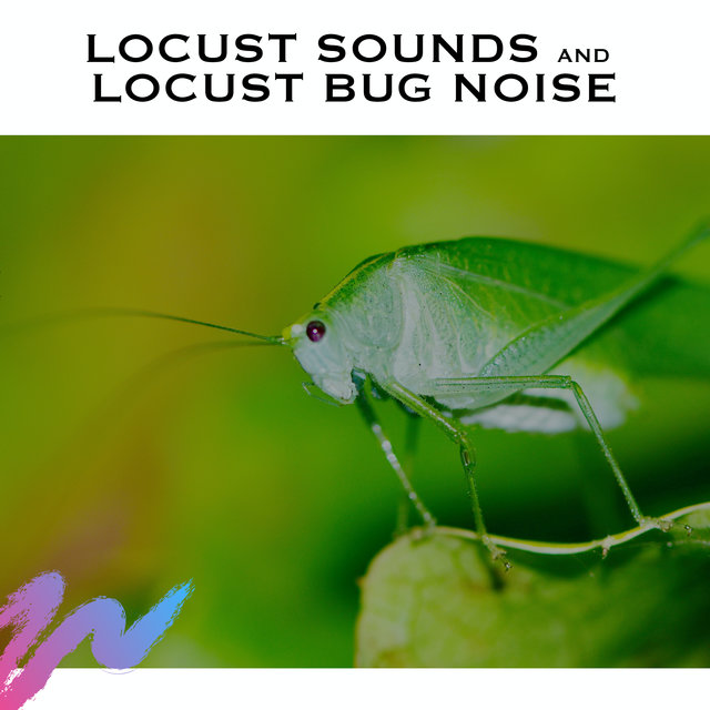 Locust Sounds and Locust Bug Noise by White Noise Radiance on TIDAL