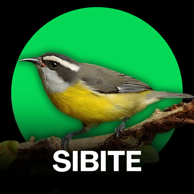 Sibite - Cantos e Chamados (Treinamento)