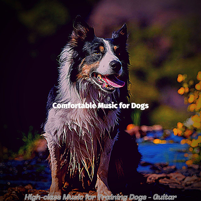 High-class Music for Training Dogs - Guitar