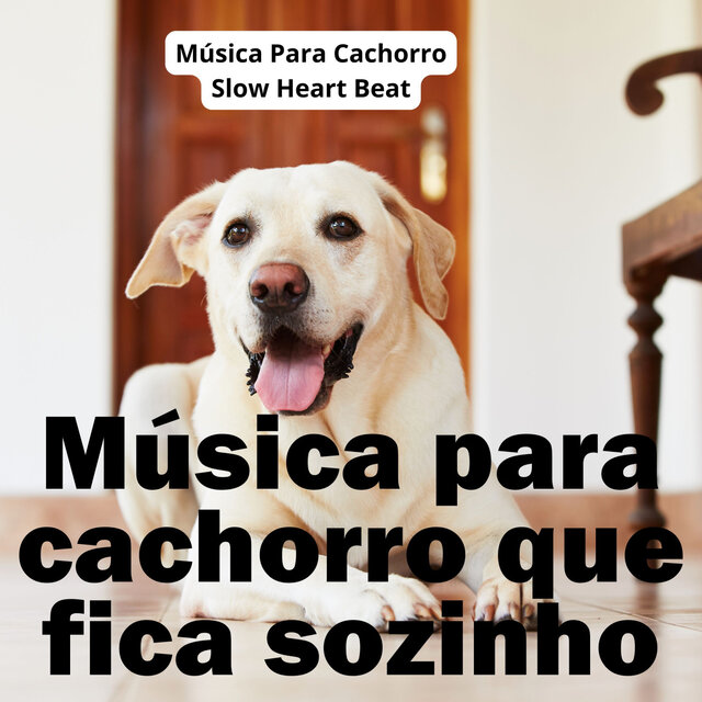 Música para cachorro que fica sozinho