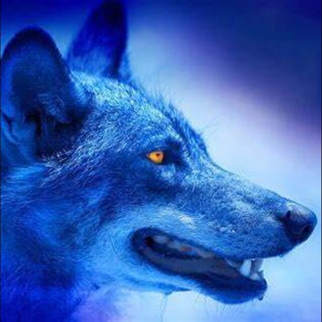 skibidi alpha wolf type shi ep