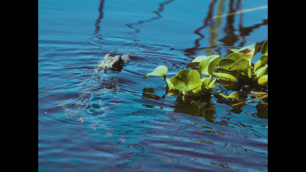 walk on water freestyle