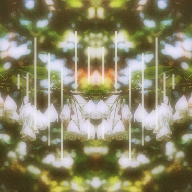 Carolina Silverbell (feat. Rachel Tamapolu)