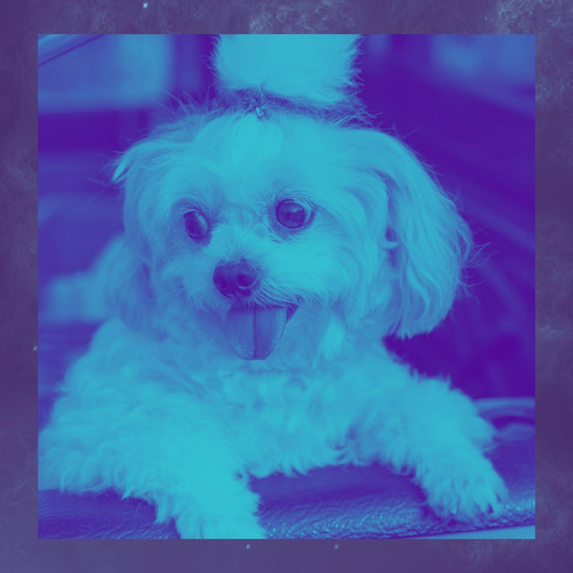 Bgm for Keeping Your Dog Happy