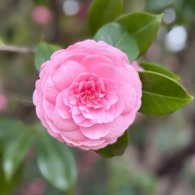 Spring