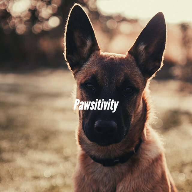 Pawsitivity