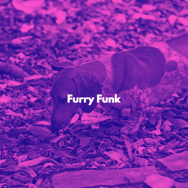 Furry Funk