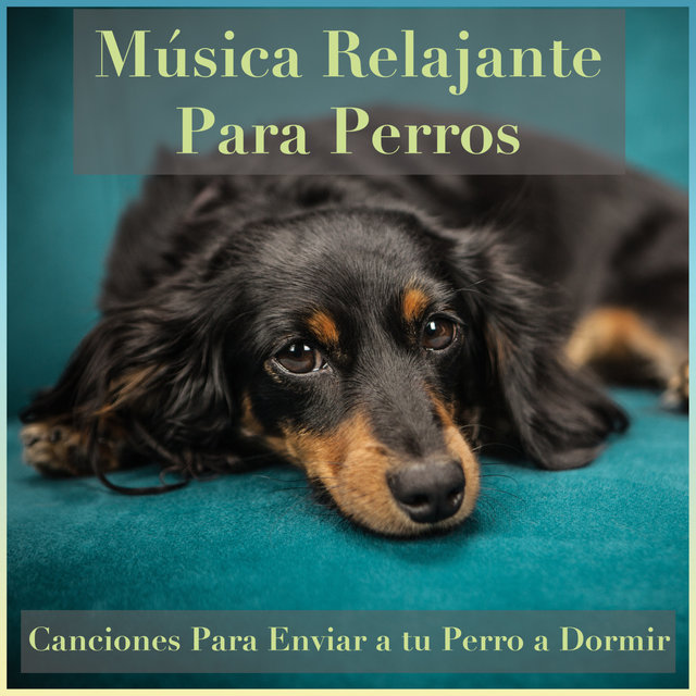 dog music dreams & relaxmydog calm my dog