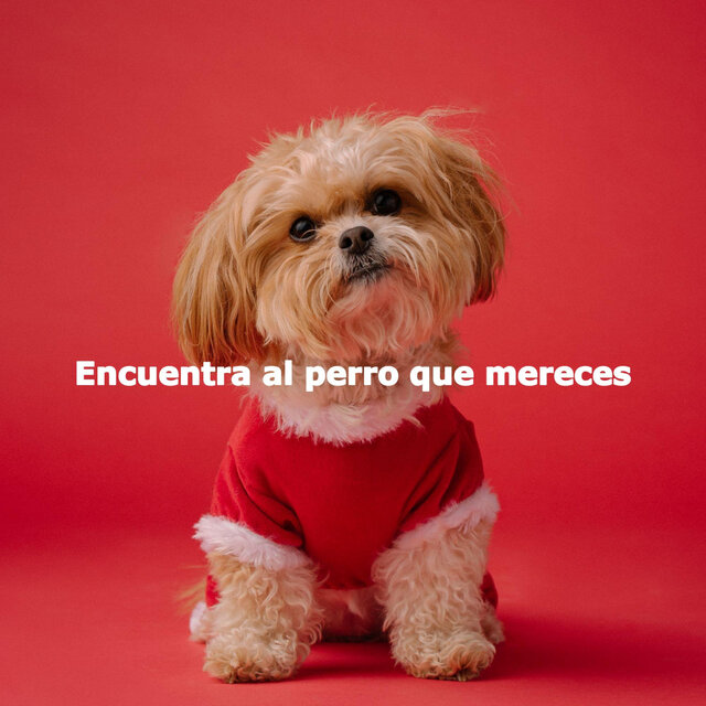 Encuentra al perro que mereces