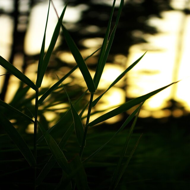 Green YSM