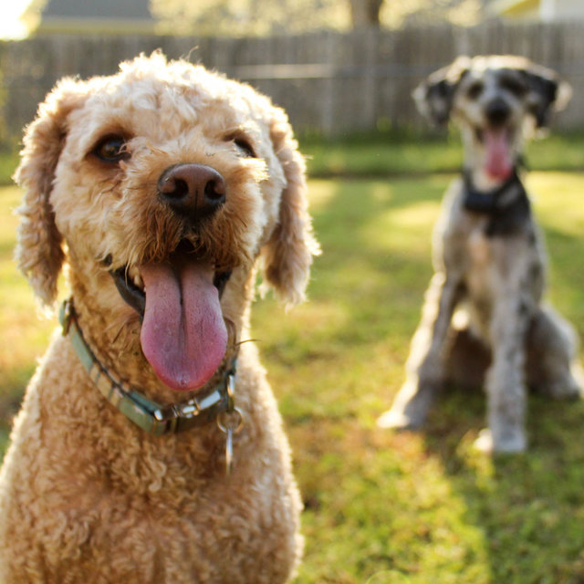 Beautiful Trio Jazz - Bgm for Doggy Rest Time