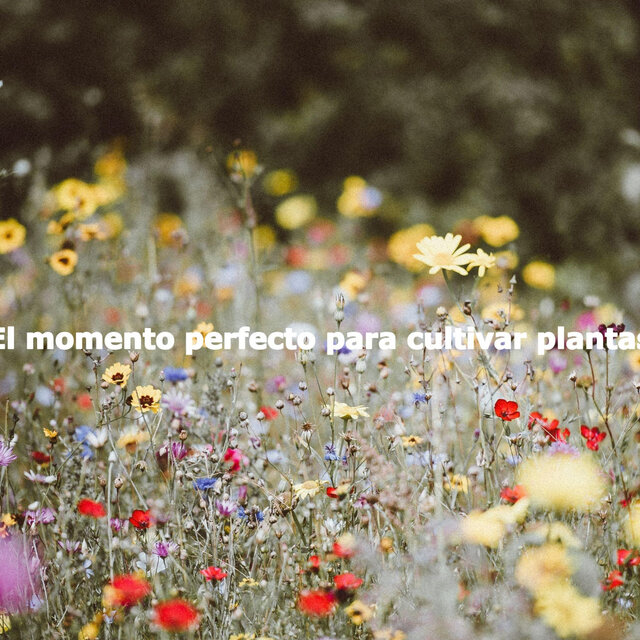 El momento perfecto para cultivar plantas