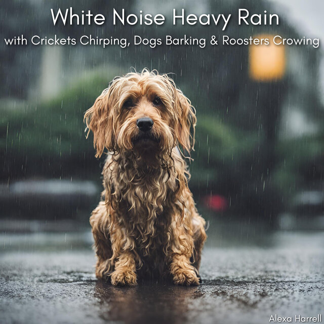 White Noise Heavy Rain with Crickets Chirping, Dogs Barking & Roosters Crowing