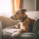 Música Relajante Para Perros