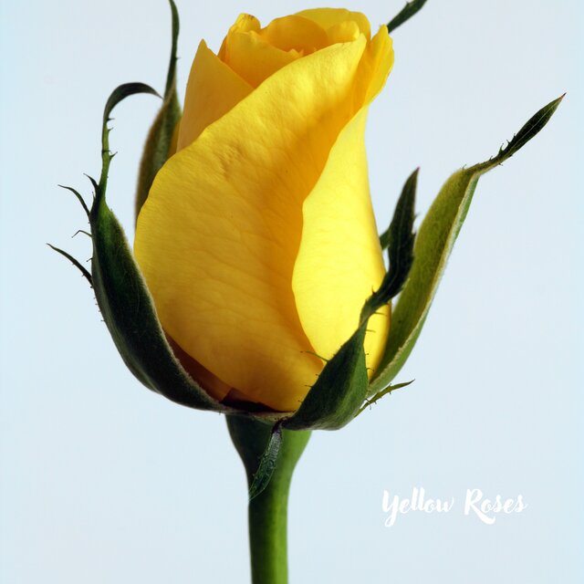 Yellow Roses