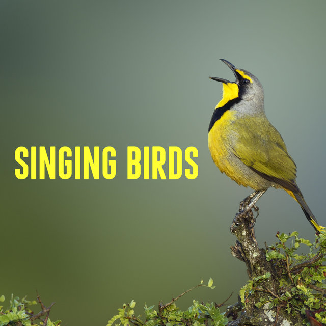 Singing Birds