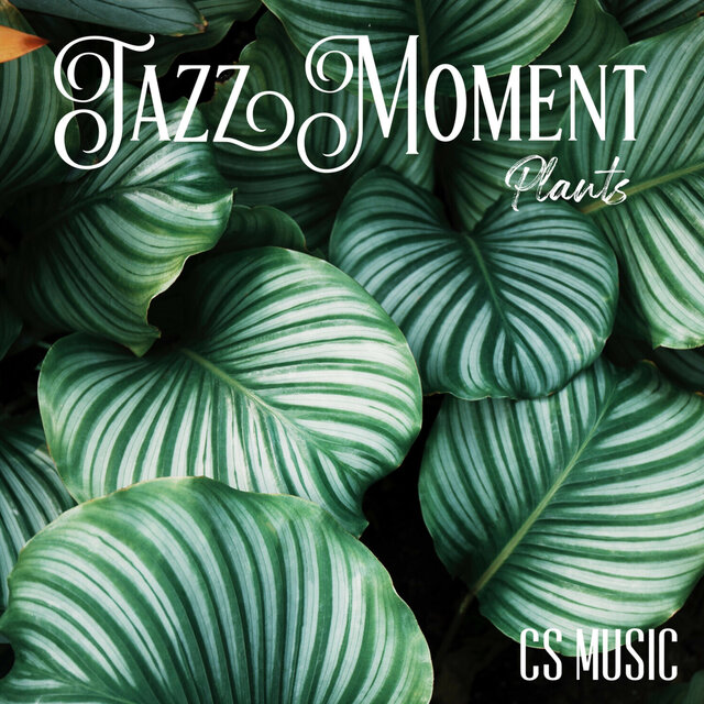 Jazz Moment Plants