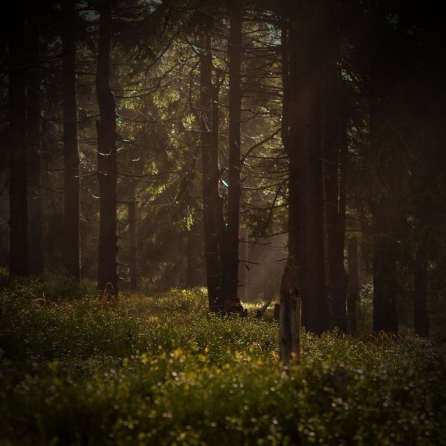 Crickets in Nature Sounds for Insomnia Relief and Good Sleep