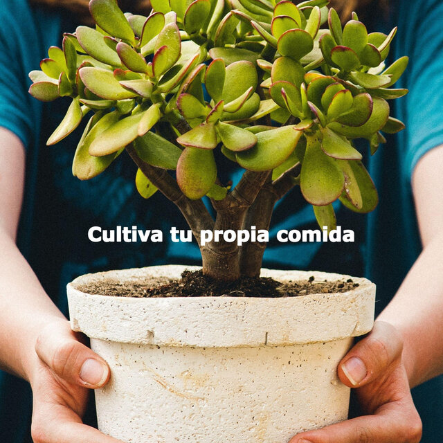 Cultiva tu propia comida