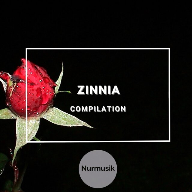 Zinnia