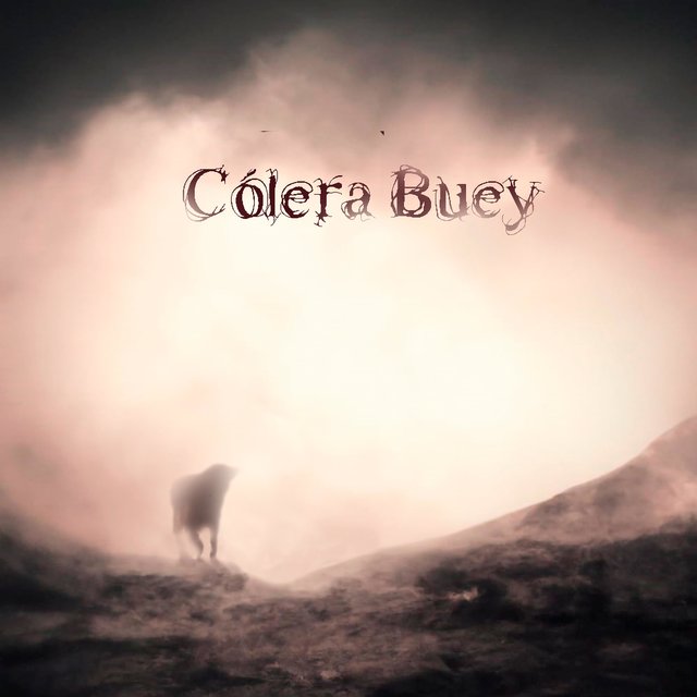 Cólera Buey