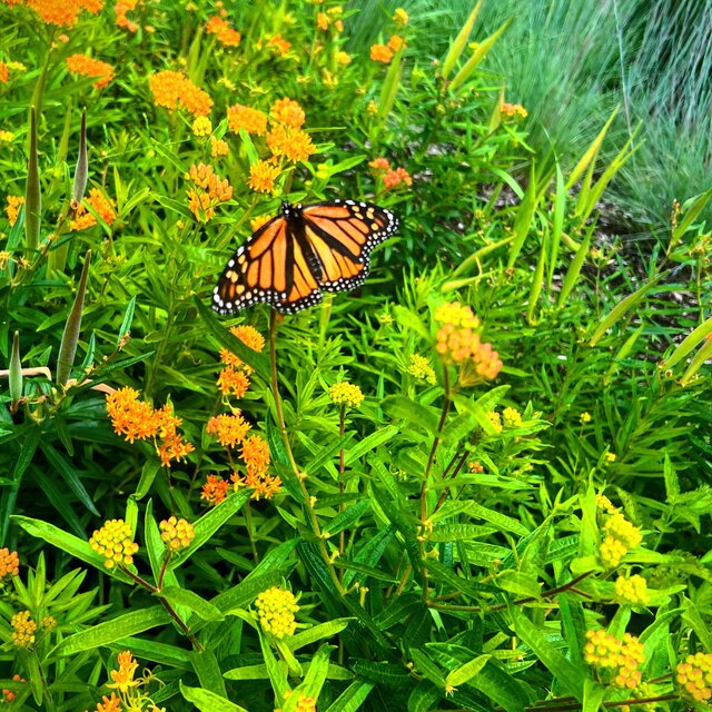 BUTTERFLIES