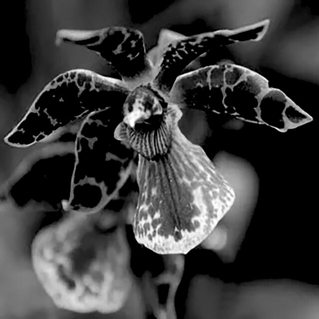 Orchid Sessions
