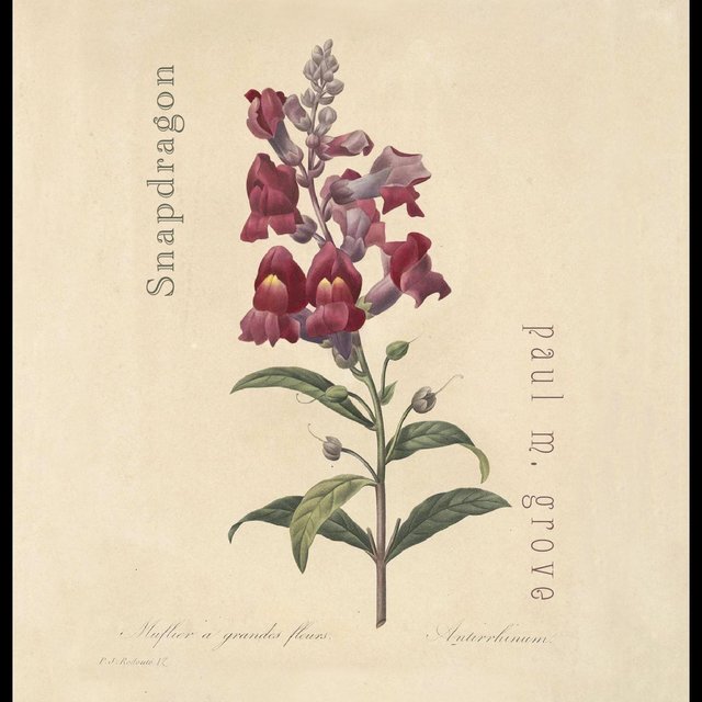 Snapdragon