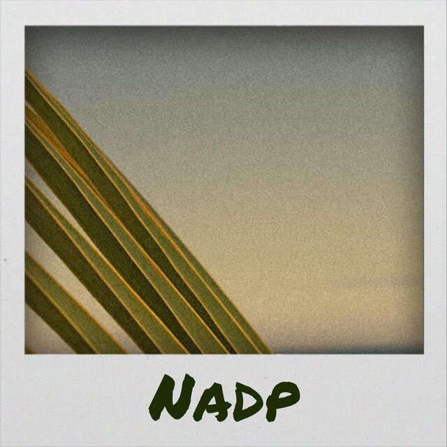Nadp