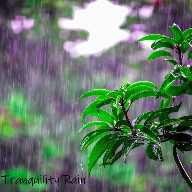 Tranquility Rain