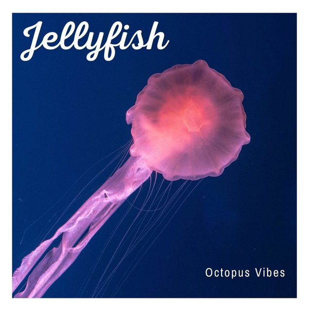 Jellyfish