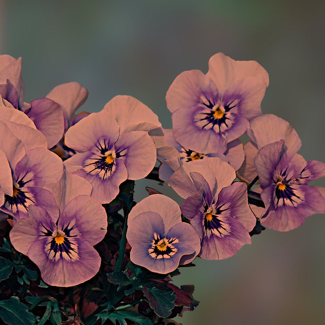 ❀❀❀❀