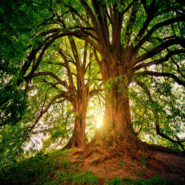 The Lonely Forest