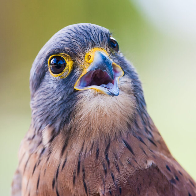 Bird Sounds