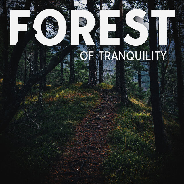 Forest of Tranquility: Accept Nature