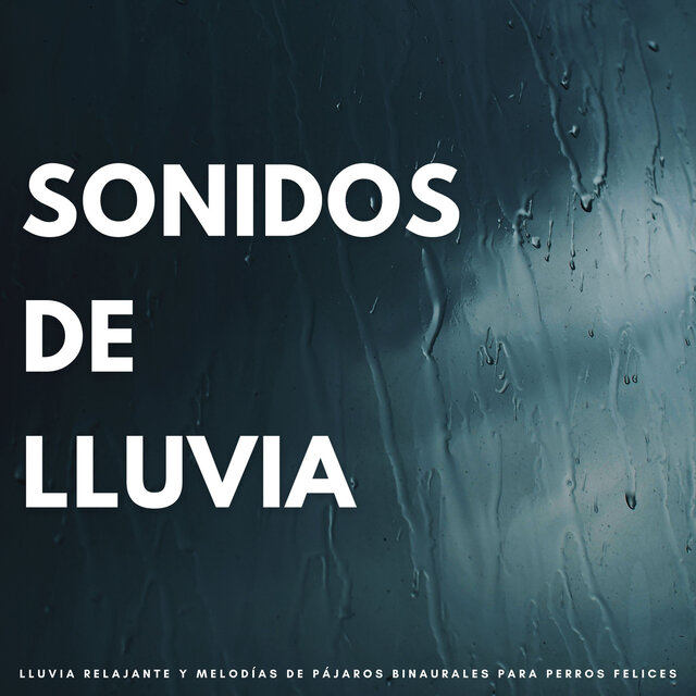 Sonidos De Lluvia: Lluvia Relajante Y Melodías De Pájaros Binaurales Para Perros Felices